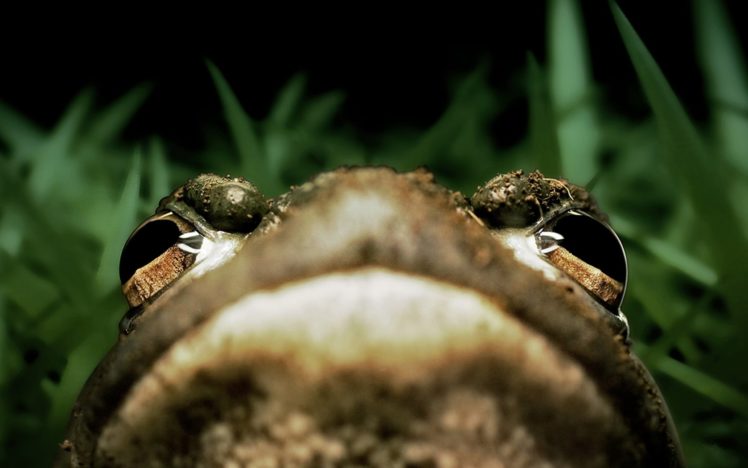 frogs, Amphibians, Bullfrogs HD Wallpaper Desktop Background