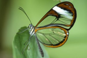 glasswing, Butterfly