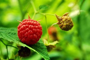 fruits, Food, Plants, Raspberries