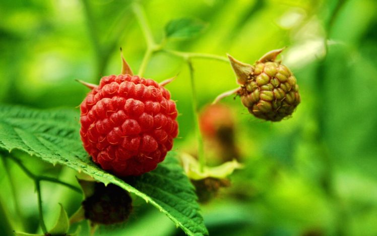 fruits, Food, Plants, Raspberries HD Wallpaper Desktop Background