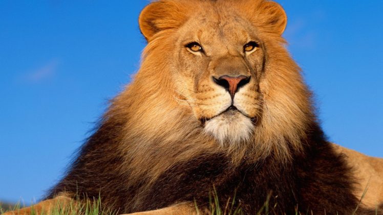animals, Lions, Mammals HD Wallpaper Desktop Background