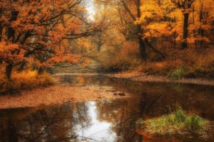 water, Landscapes, Nature, Autumn, Forests, Seasons, Rivers