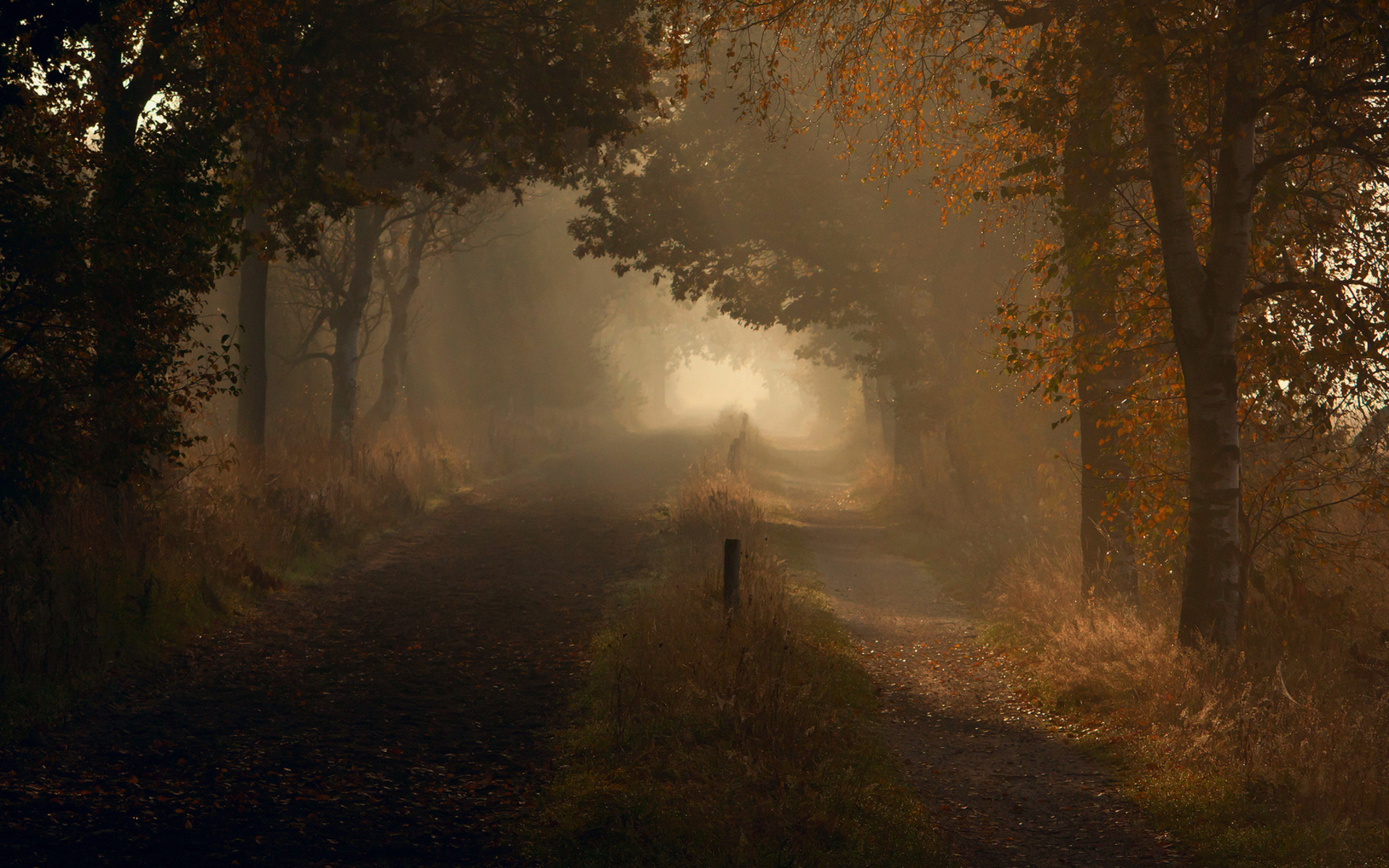nature, Landscapes, Roads, Trail, Path, Trees, Forest, Autumn, Fall, Fog Wallpaper