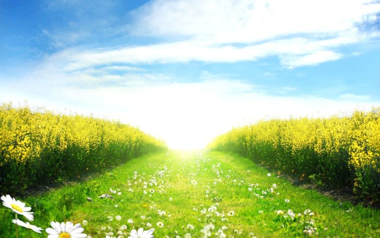 landscapes, Nature, Flowers, Fields, Paths, Daisy, Sunlight HD Wallpaper Desktop Background