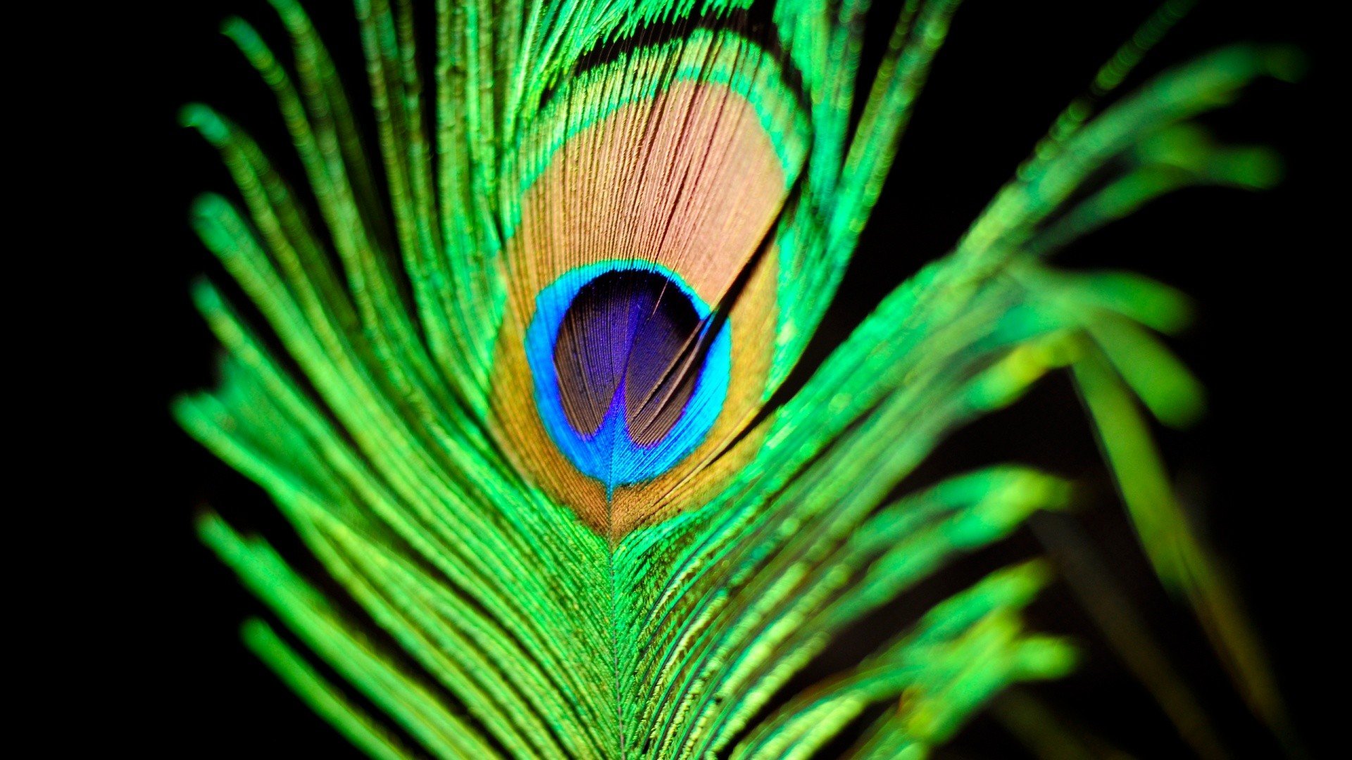 birds, Feathers, Peacocks Wallpapers HD / Desktop and Mobile Backgrounds, image size:1920x1080