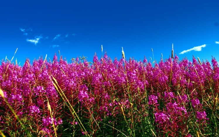 nature, Flowers, Summer HD Wallpaper Desktop Background