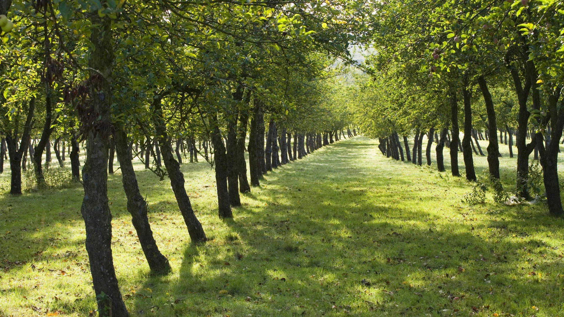 trees, England Wallpaper