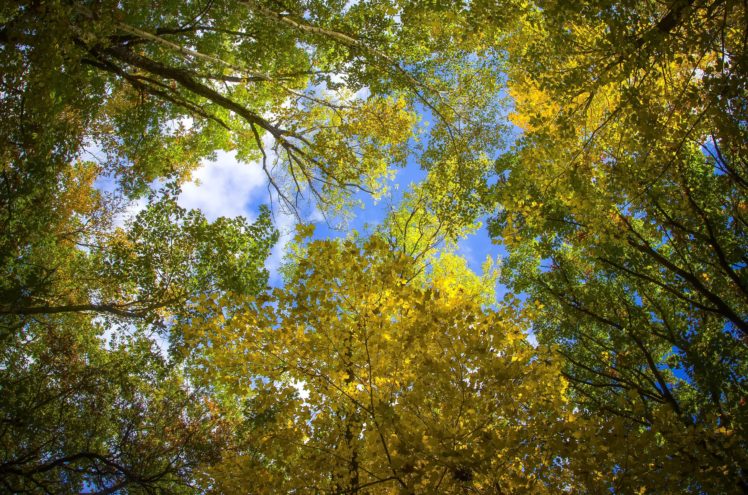 autumn, Trees, Crown, Nature HD Wallpaper Desktop Background