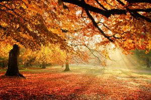 autumn, Trees, Nature, Light, Foliage