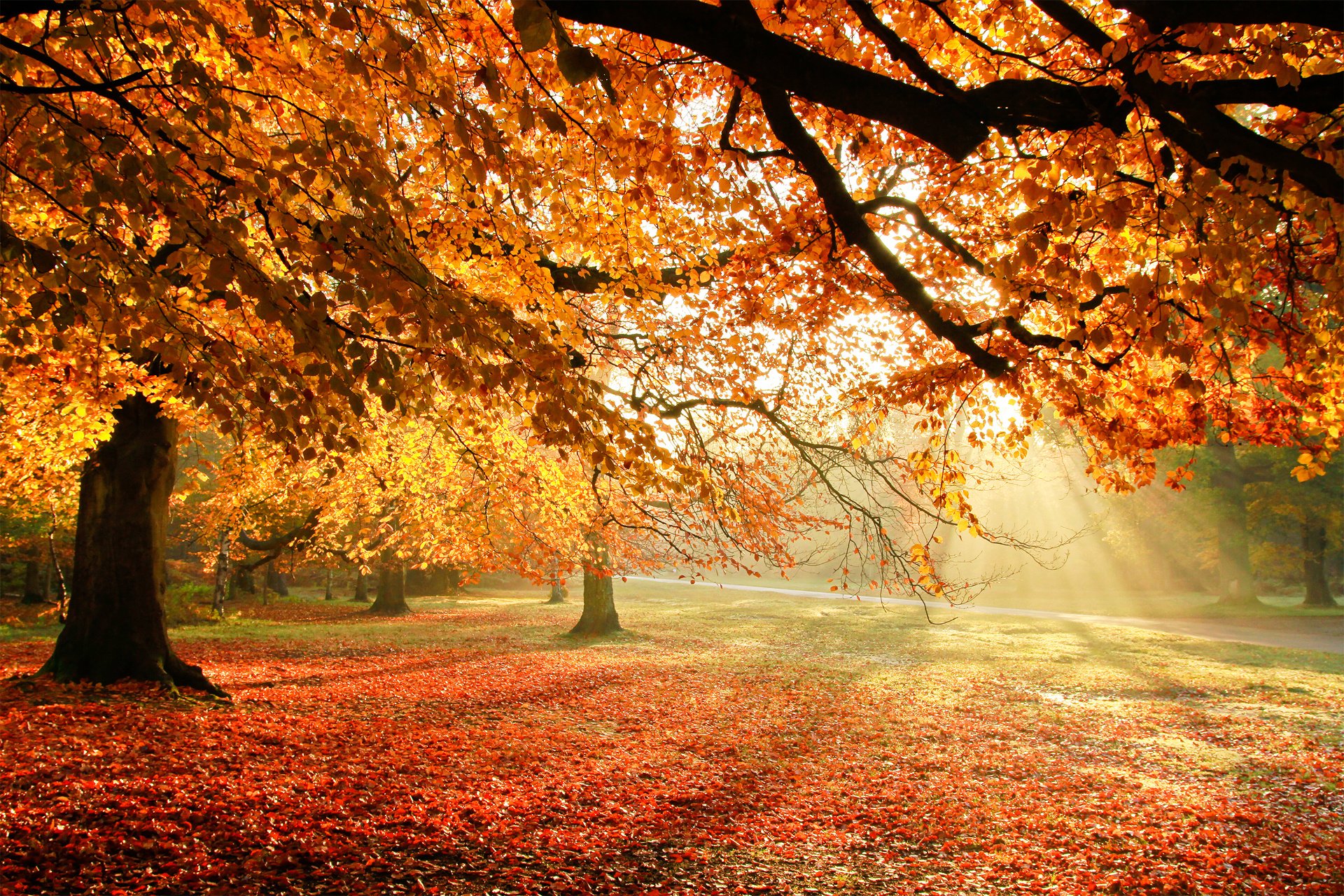 autumn, Trees, Nature, Light, Foliage Wallpaper
