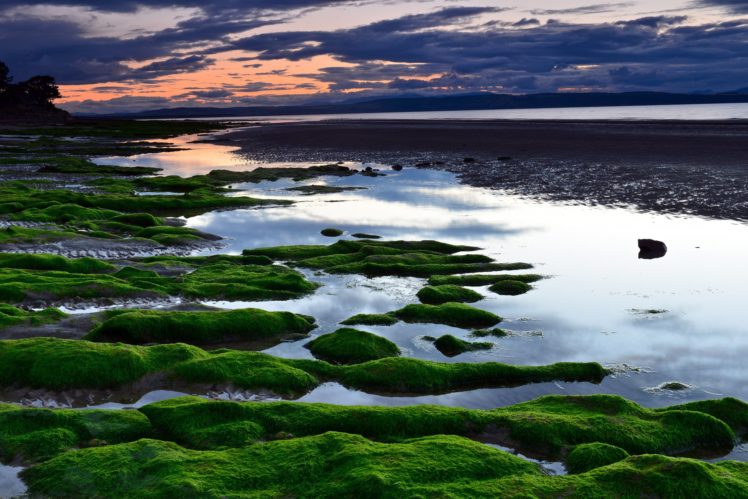 beach, Sea, Sunset, Water, Plants, Reflection HD Wallpaper Desktop Background
