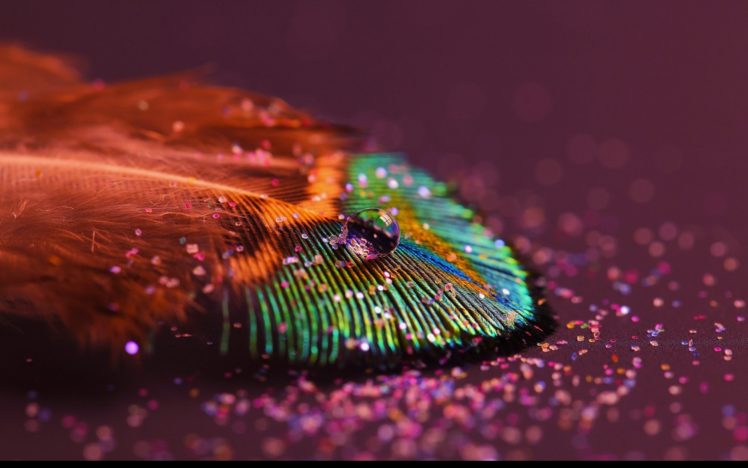 beautiful, Water, Drop, Feather, Macro, Beautiful, Water, Drop, Leaf, Macro HD Wallpaper Desktop Background