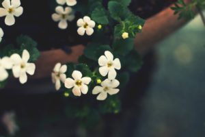 cute, White, Flowers