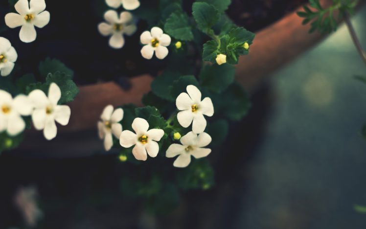 cute, White, Flowers HD Wallpaper Desktop Background