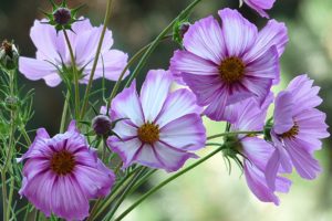 cosmos, Pink, Flowers, Buds