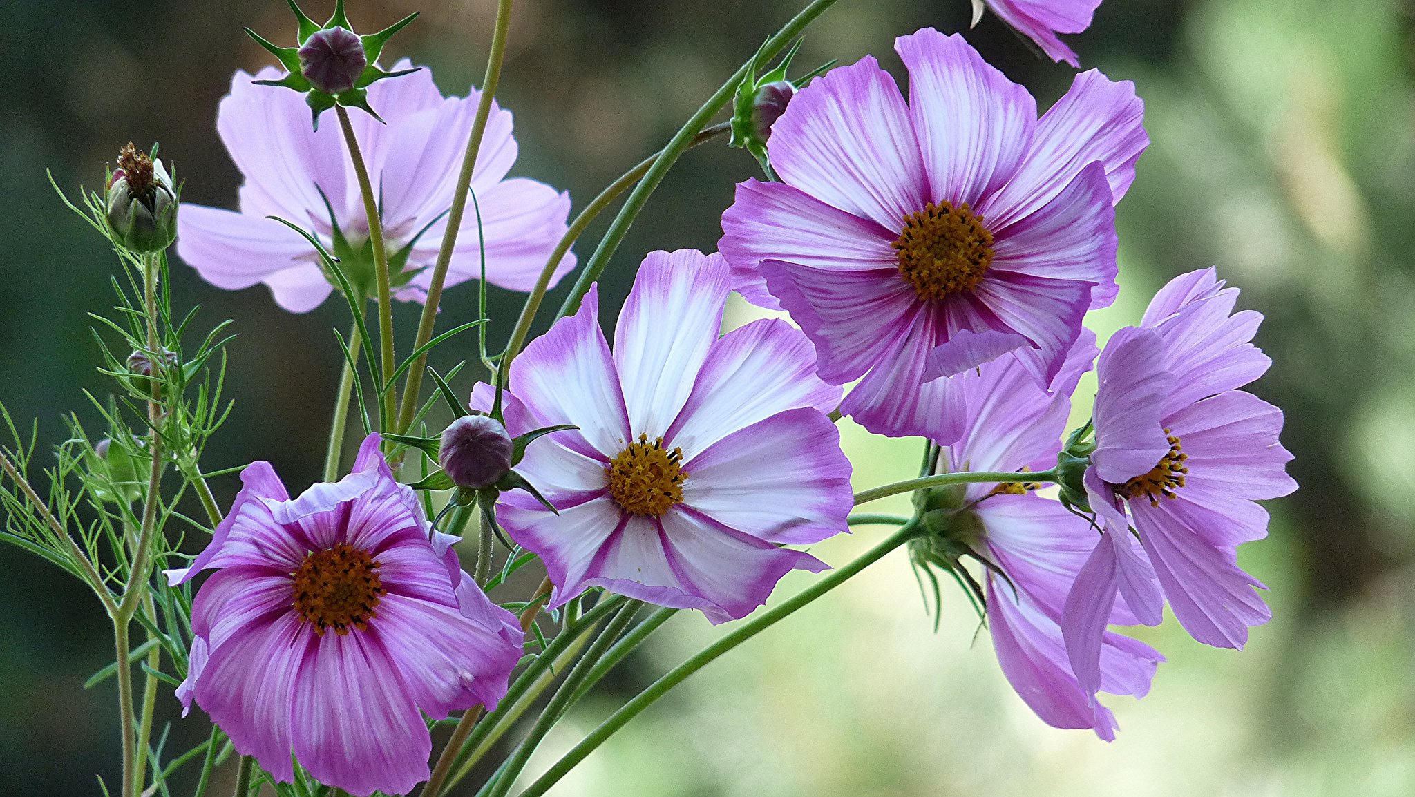 cosmos, Pink, Flowers, Buds