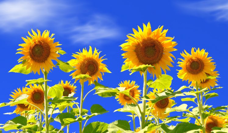 field, Sunflower HD Wallpaper Desktop Background
