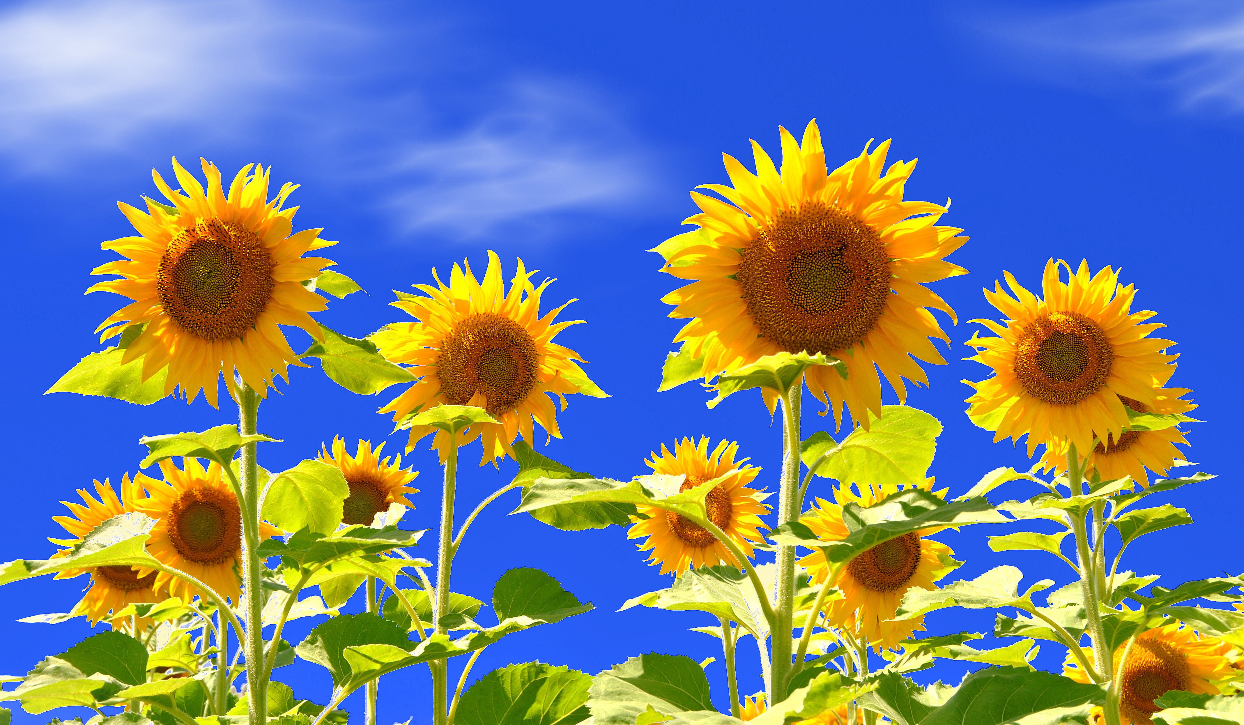 field, Sunflower Wallpaper