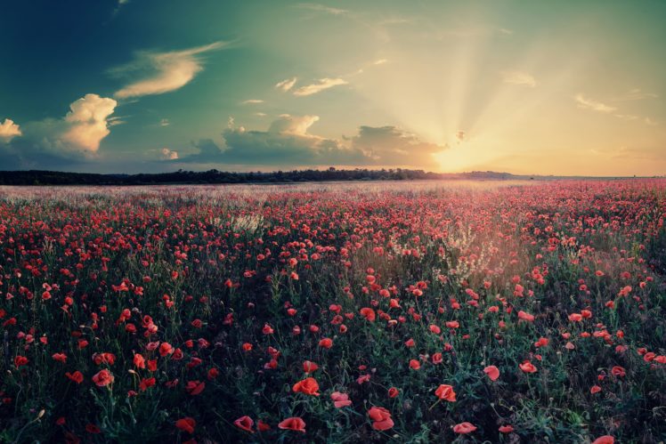 flowers, Field, Landscape, Nature, Sunrise, Sunset HD Wallpaper Desktop Background