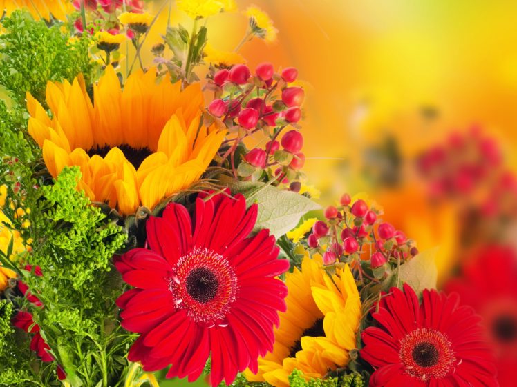 gerberas, Red, Flowers HD Wallpaper Desktop Background