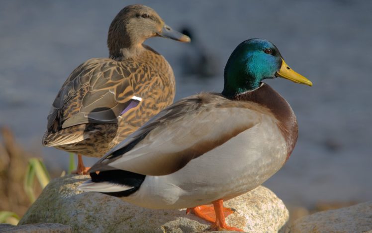 nature, Birds, Ducks, Mallard, Animal, World HD Wallpaper Desktop Background