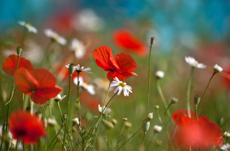 poppies, Flowers, Red, Poppy, Macro HD Wallpaper Desktop Background