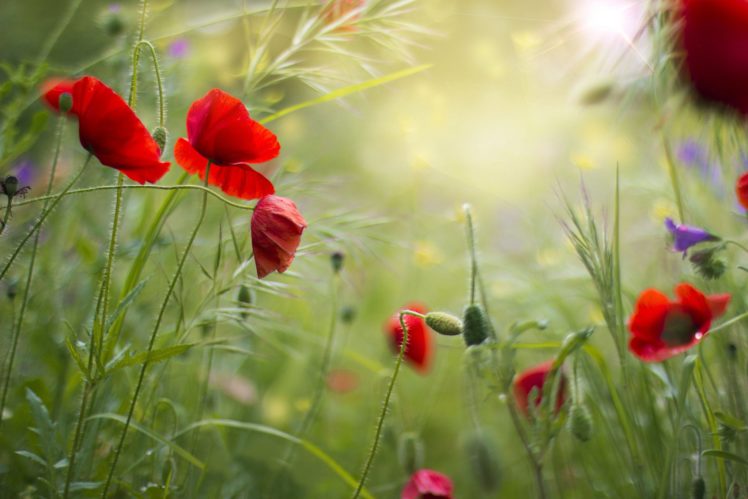 red, Grass, Field, Flowers, Poppies, Summer, Poppy HD Wallpaper Desktop Background