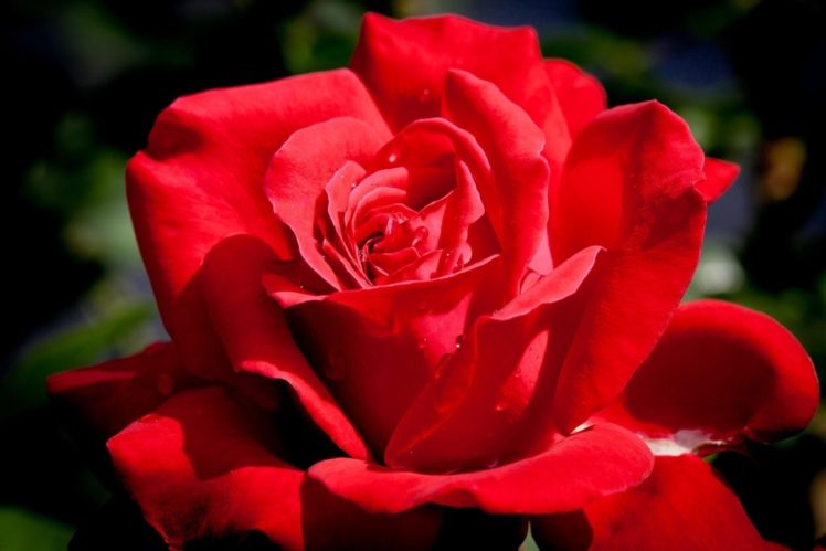 rose, Flower, Petals, Drops, Macro HD Wallpaper Desktop Background
