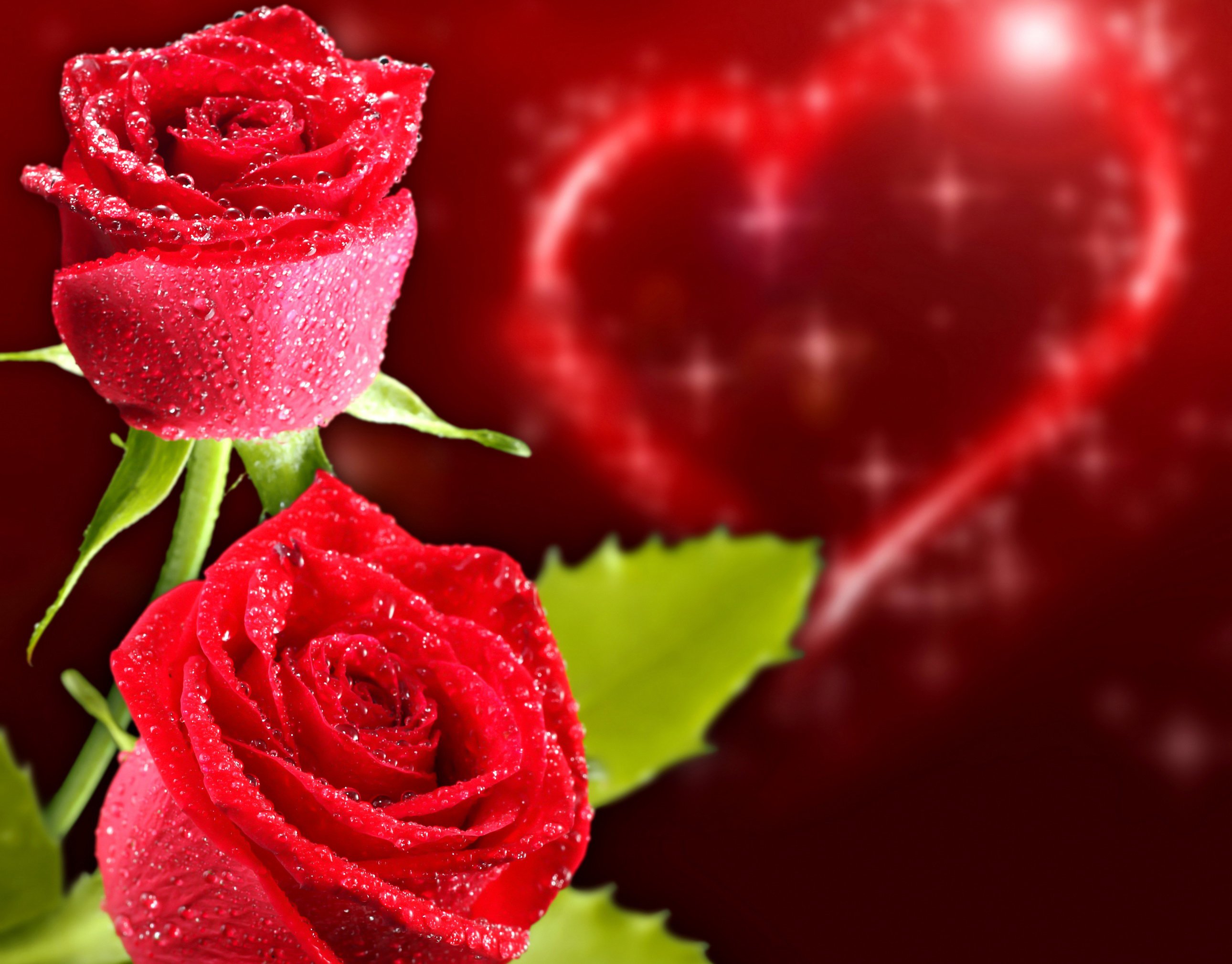 roses, Closeup, Holidays, Heart, Red, Flowers Wallpaper
