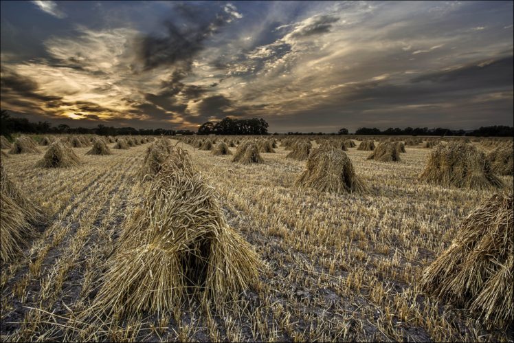 sunset, Field, Sheaves, Landscape, Autumn, Grass, Wheat HD Wallpaper Desktop Background