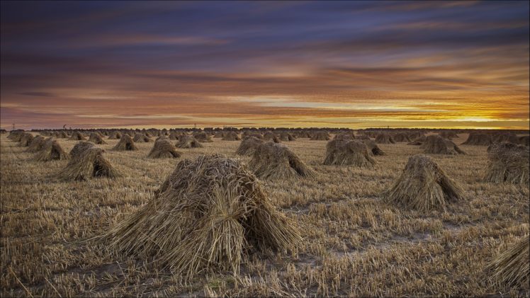 sunset, Field, Sheaves, Landscape, Autumn, Grass, Wheat HD Wallpaper Desktop Background
