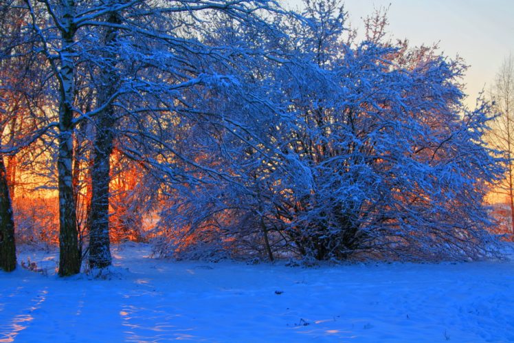 trees, Winter, Sunrise, Sunset, Snow HD Wallpaper Desktop Background