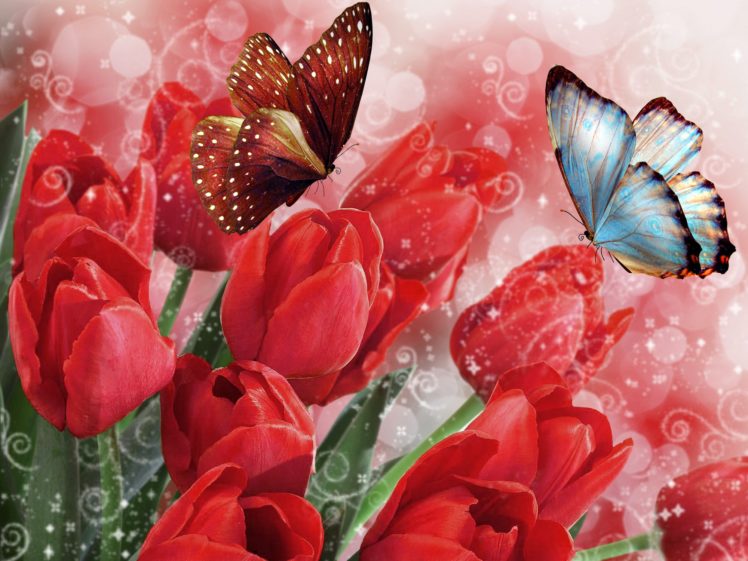 tulips, Butterflies, Flowers, Bokeh, Butterfly HD Wallpaper Desktop Background