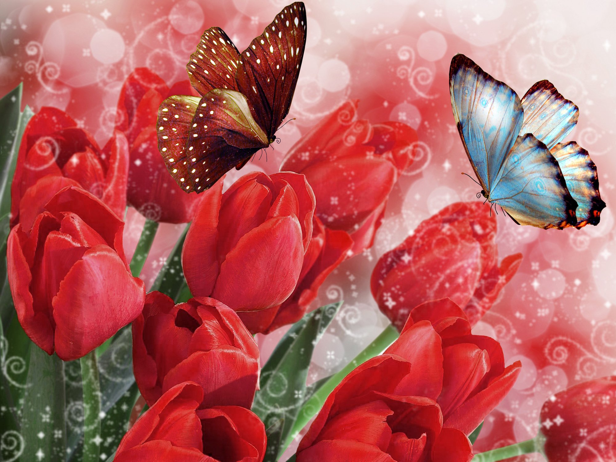 tulips, Butterflies, Flowers, Bokeh, Butterfly Wallpaper