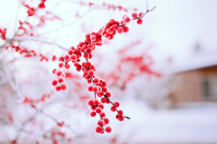 winter, Red, Berries, Tree, Branch, Bokeh HD Wallpaper Desktop Background