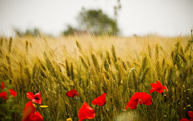 fields, Flowers, Poppy, Grass, Macro, Close, Up HD Wallpaper Desktop Background