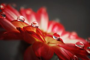 flowers, Water, Drops, Macro