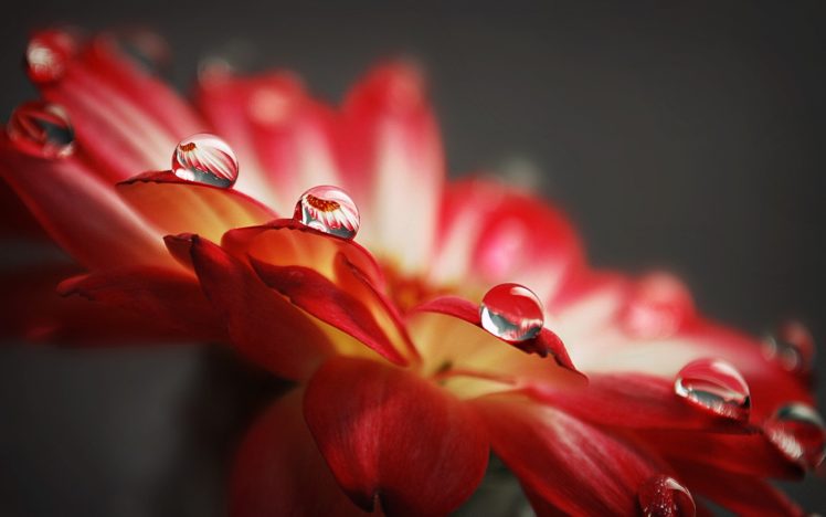 flowers, Water, Drops, Macro HD Wallpaper Desktop Background