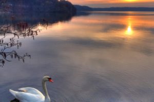 sun, Birds, Swans, Lakes