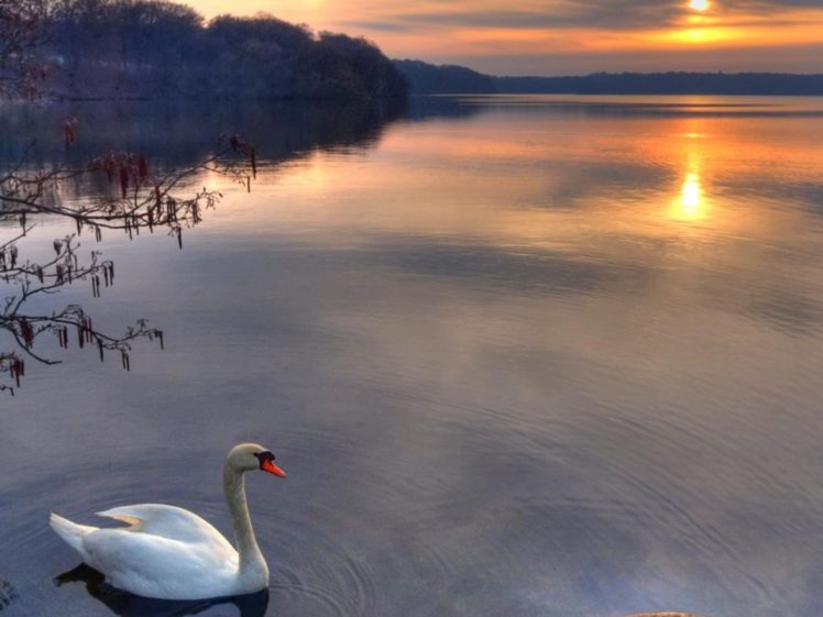 sun, Birds, Swans, Lakes HD Wallpaper Desktop Background