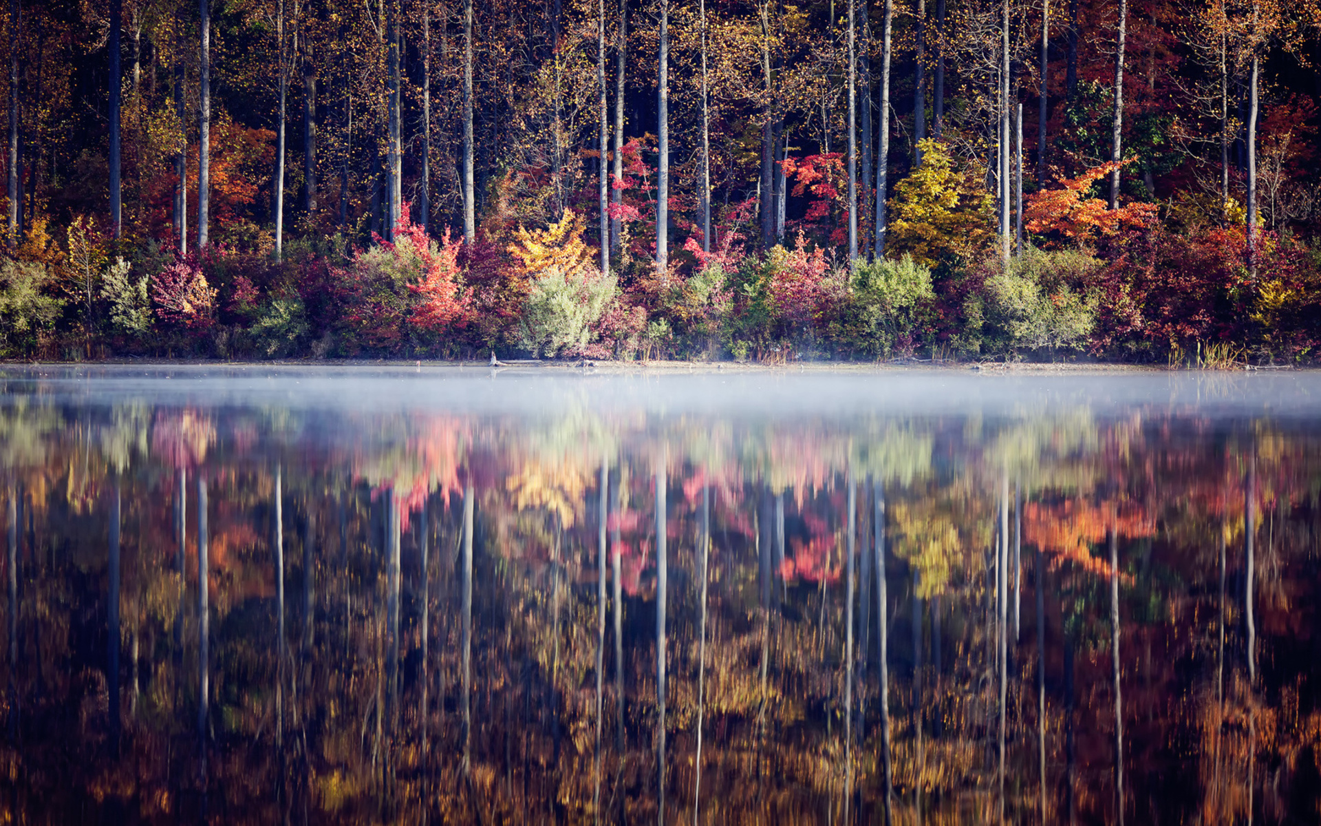 fog, Water, Reflection, Fog, Trees, Forest, Leaves, Autumn, Fall Wallpaper