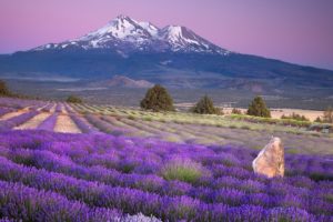 mountains, Fields, California, Lavender, Mount, Shasta, Farms