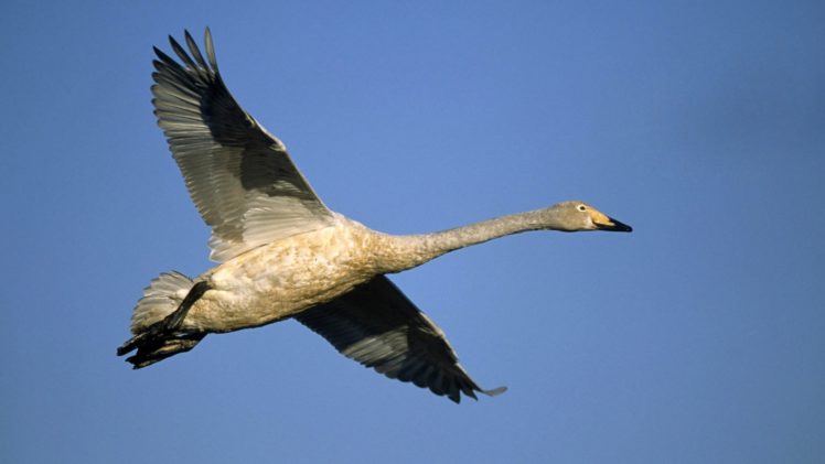 flying, Birds, Swans, Blue, Skies HD Wallpaper Desktop Background