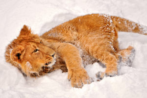 lion, Winter, Snow