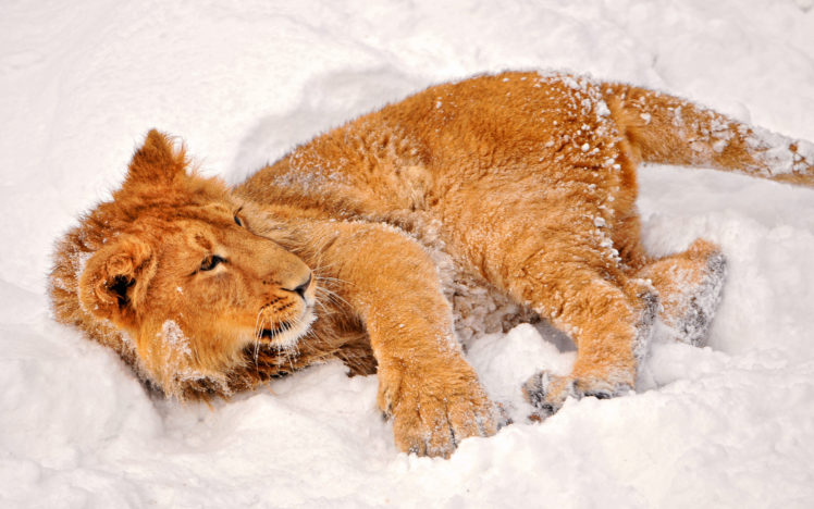 lion, Winter, Snow HD Wallpaper Desktop Background
