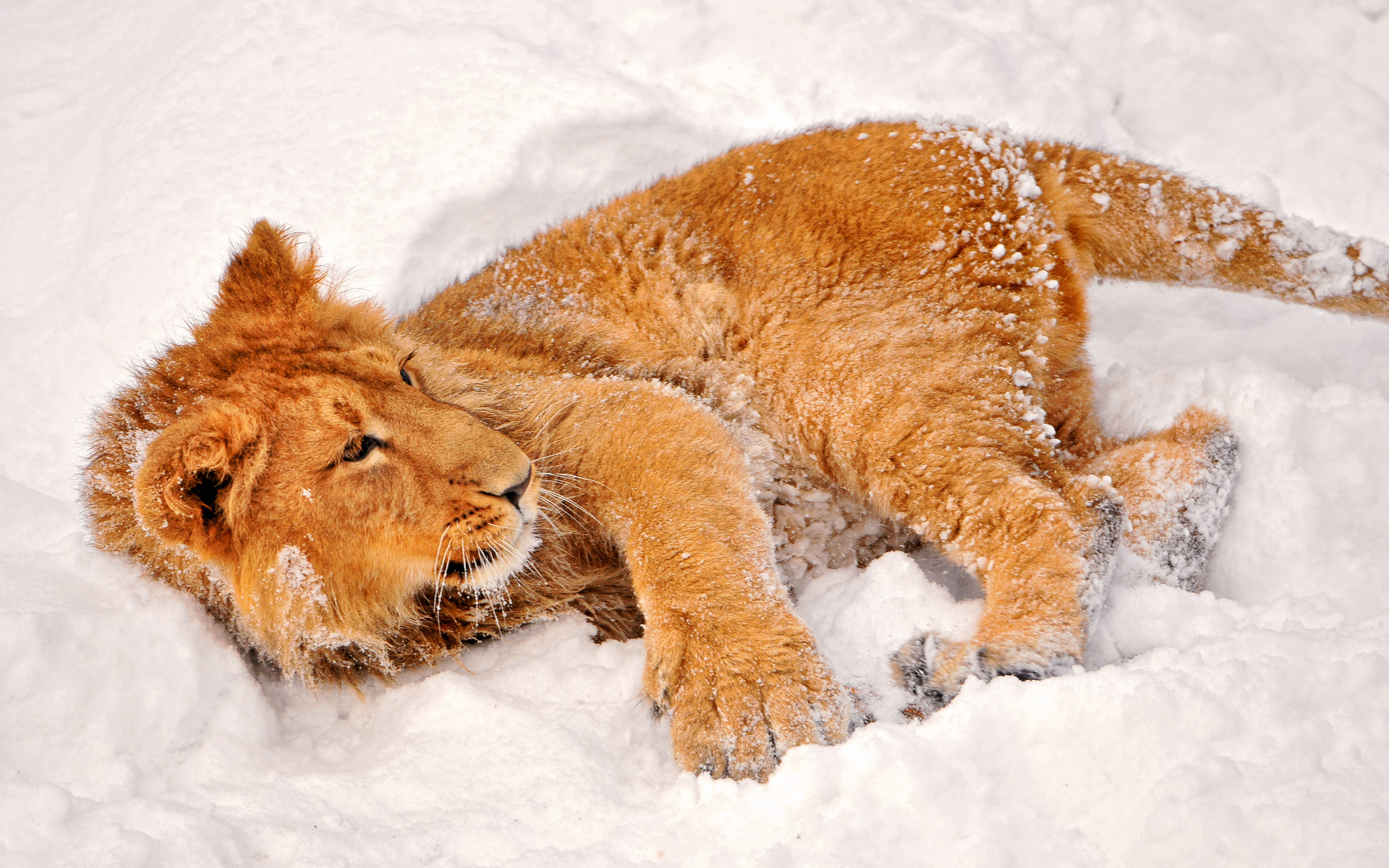 lion, Winter, Snow Wallpaper
