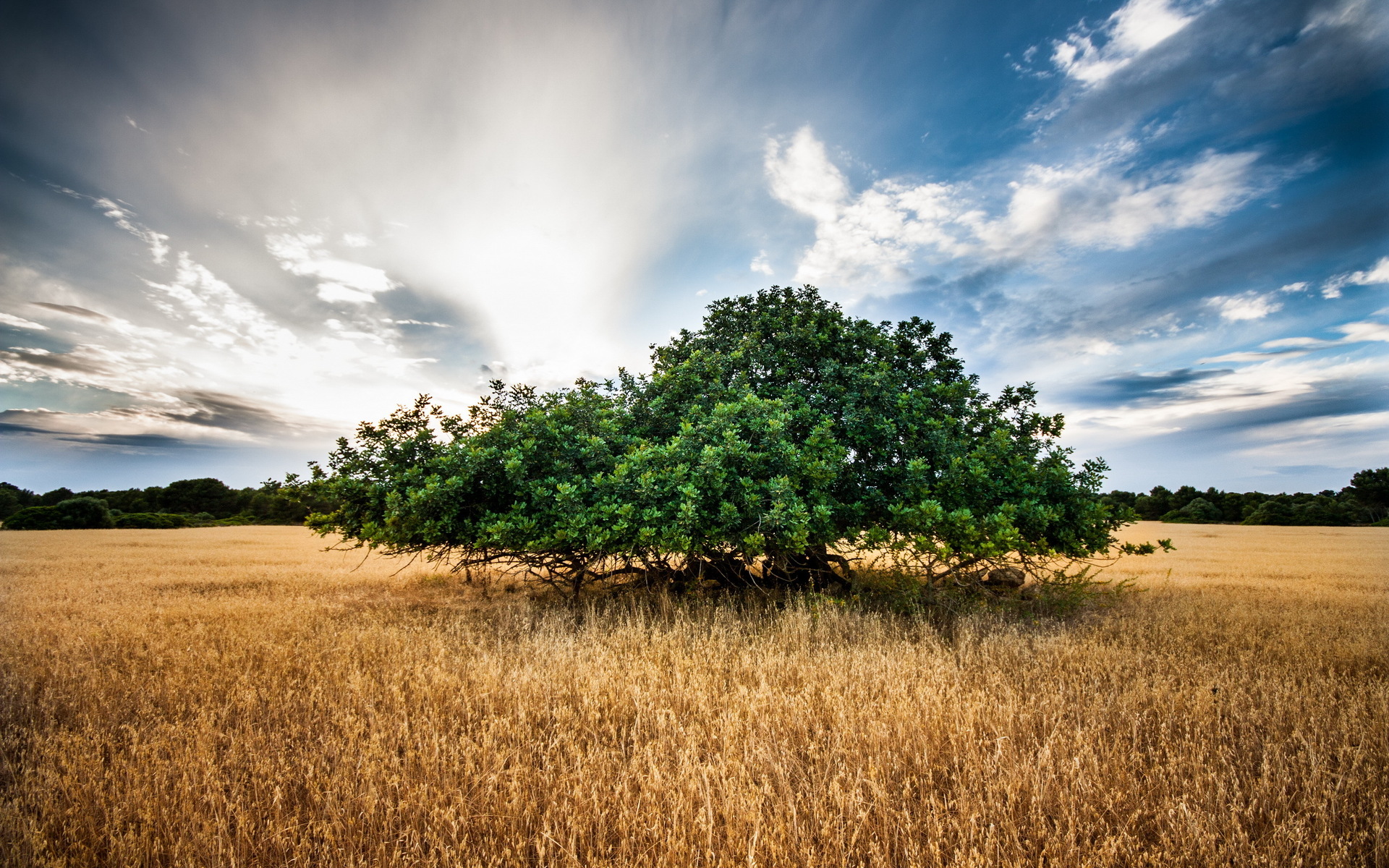 landscapes, Trees, Field, Sky, Clouds Wallpaper
