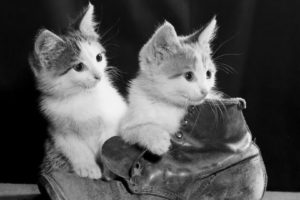 cats, Monochrome, Puss, In, Boots
