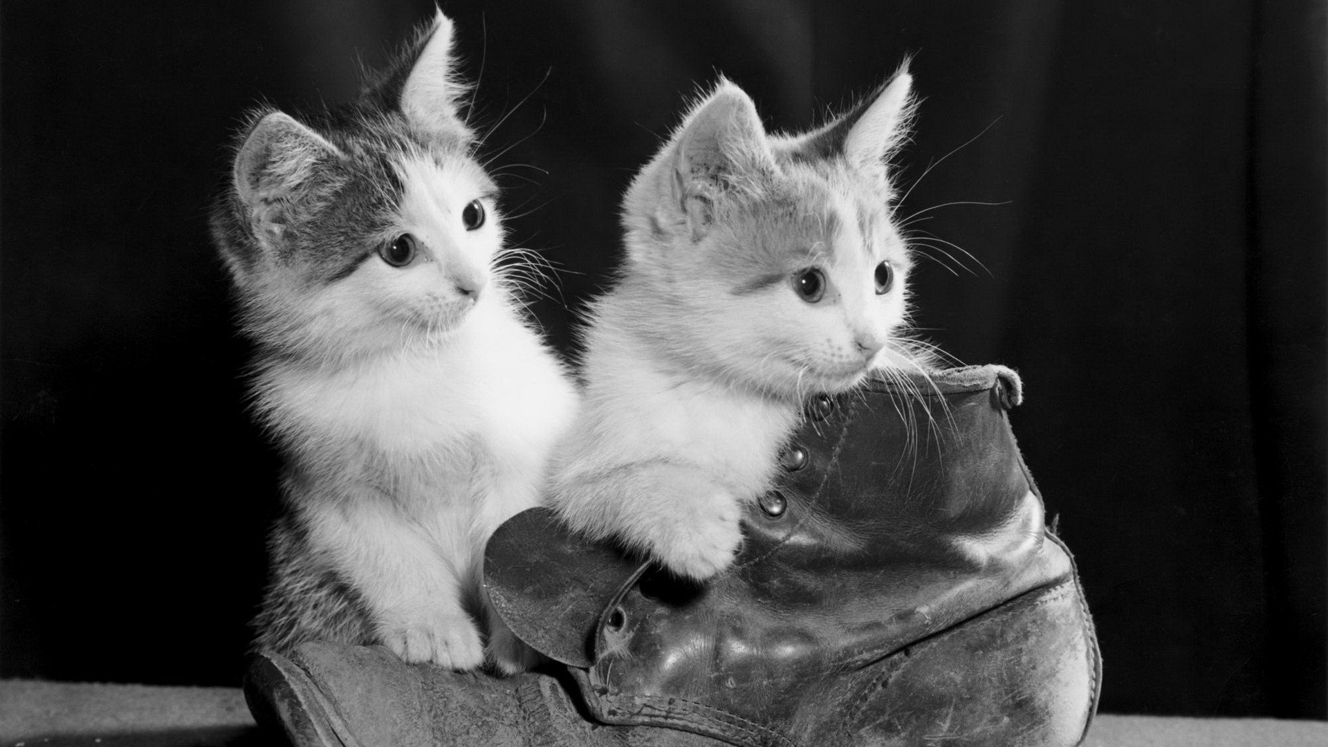 cats, Monochrome, Puss, In, Boots Wallpaper