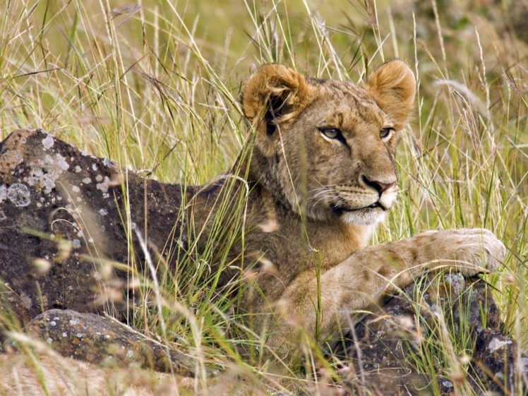 animals, Wildlife, Feline, Lions HD Wallpaper Desktop Background